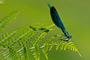 damselfly